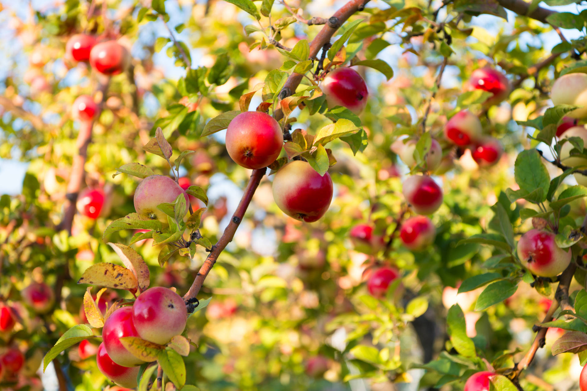 shutterstock_1205701567-web